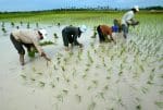 A 2005 photo of Cambodian farmers at work in a rice field in the province of Kampong Speu, near Phnom Penh. Photo: CNS from Reuters