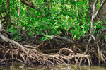 A monitor lizard lurks among the roots of a mangrove forest in Palawan, the Philippines. File photo: Robi Gallardo.