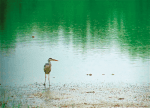 A grey heron at Hong Kong’s Wetland Park at Mai Po, the New Territories. Photo: Robi Gallardo