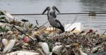 Save the biodiversity of the planet