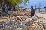 Giant clam poaching slammed by Philippine environmentalists