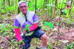 Planting bamboo to save the environment