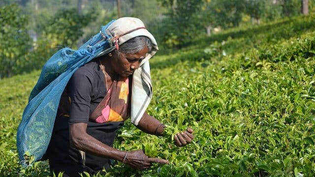 Sri Lanka’s bishops appeal on behalf of plantation workers