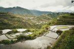 aerial photography of paddy field under cloudy sky