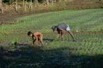 President’s policies worsened the food crisis Philippine farmers say