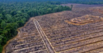 Indonesian Church and activists oppose palm oil expansion in Papua