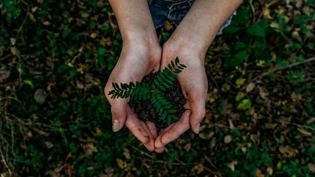 The Way and the Word Chinese and Christian paths to ecology