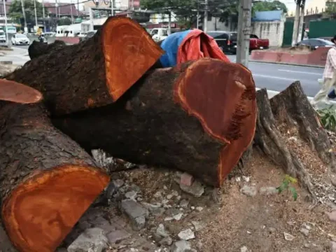 Manila tree-cutting ‘voluntarily stopped’ after Caritas Philippines decries ‘ecological violence’ of controversial expressway project