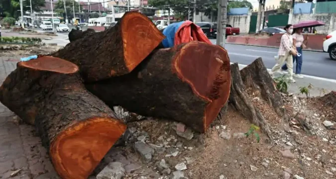 Manila tree-cutting ‘voluntarily stopped’ after Caritas Philippines decries ‘ecological violence’ of controversial expressway project
