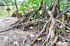 The destruction of God’s creation in Palawan