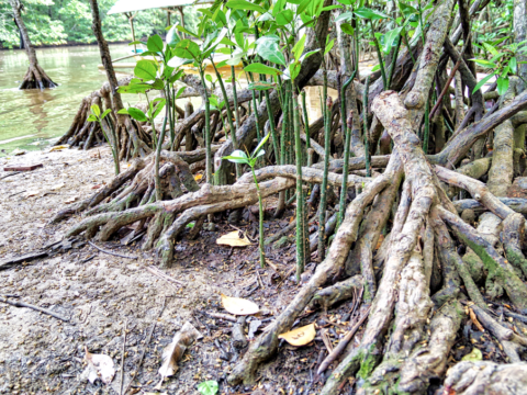 The destruction of God’s creation in Palawan