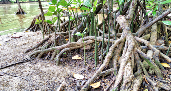 The destruction of God’s creation in Palawan The destruction of God’s creation in Palawan
